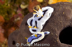 nikon d70s 60mm macro by Puddu Massimo 